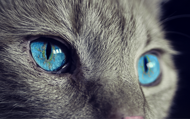 A cats blue eyes