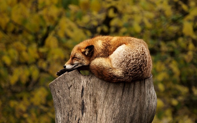 A sleeping fox