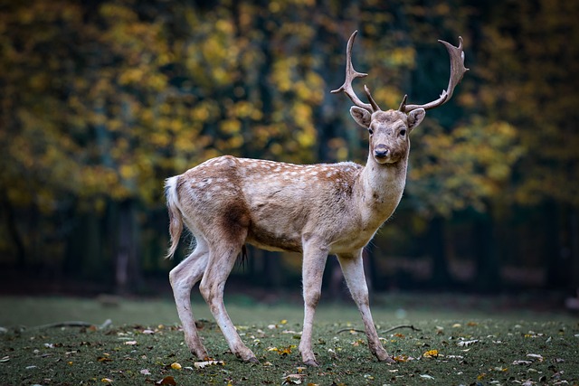 Deer Photo