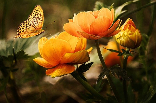 Orange Flowers