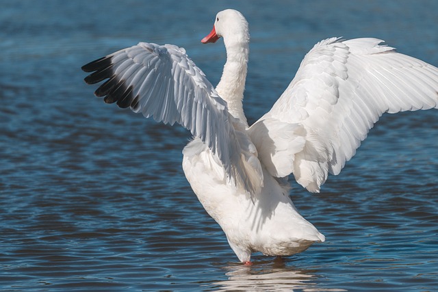 A swan in the water